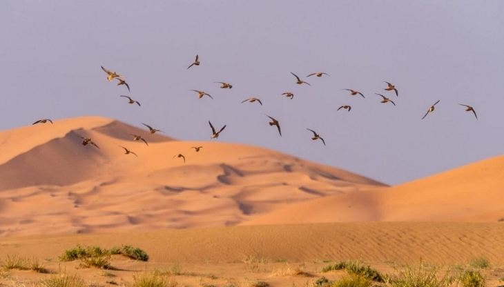 1 Full Day Merzouga Birdwatching