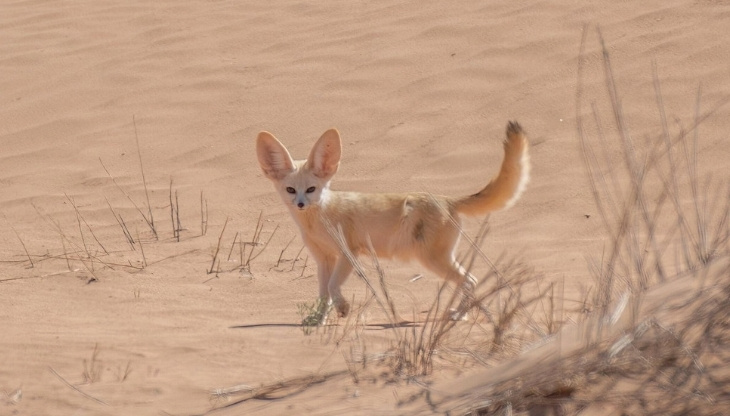 2-Day Merzouga Wildlife Tour: Fennec Foxes & Desert Reptiles
