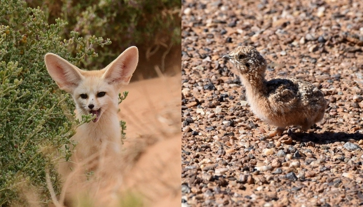 3 Days Wildlife Exploration: Fennec Foxes, Desert Reptiles & Birdwatching