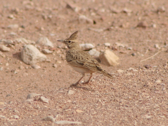 Crested lark