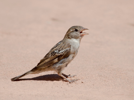 Desert Sparrow