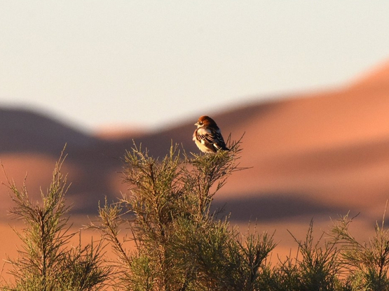 House Sparrow