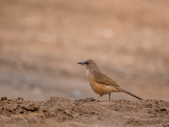 Fulvous Babbler