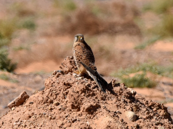 Kestrel Falcon