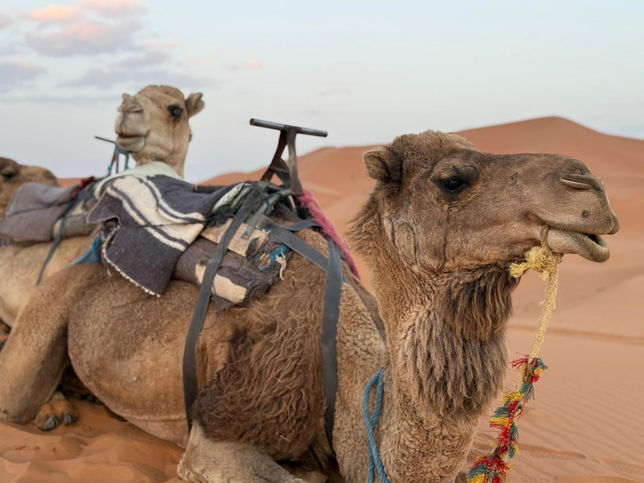 Overnight Luxury Camp with Camel riding