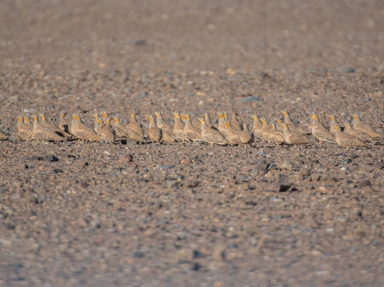 SandGrouses