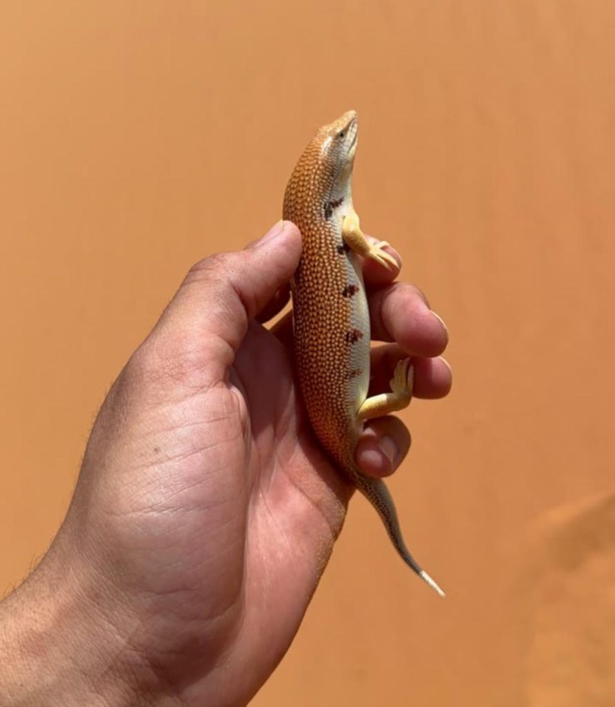 Sandfish Scincus scincus
