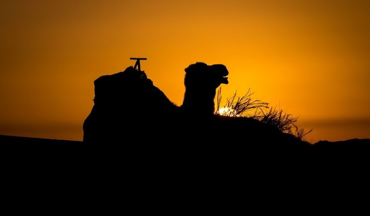 Sunrise Camel Trekking Activity in Merzouga